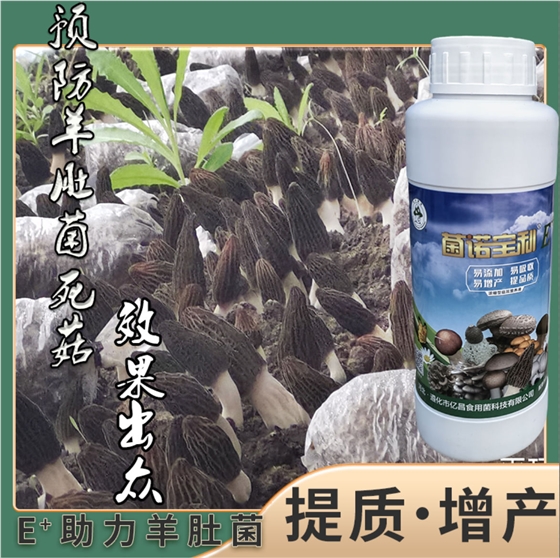 菌諾寶利E+：預(yù)防羊肚菌死菇，效果出眾
