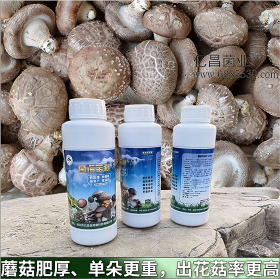 菌諾寶利E+：蘑菇肥厚、單朵更重，出花菇率更高