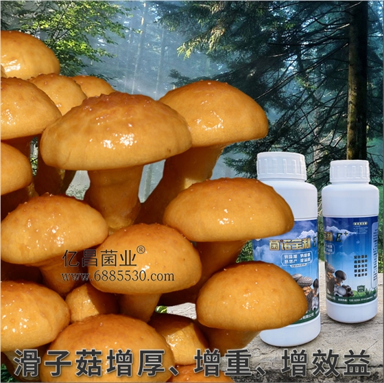 菌諾寶利E+：滑子菇增厚、增重、增效益