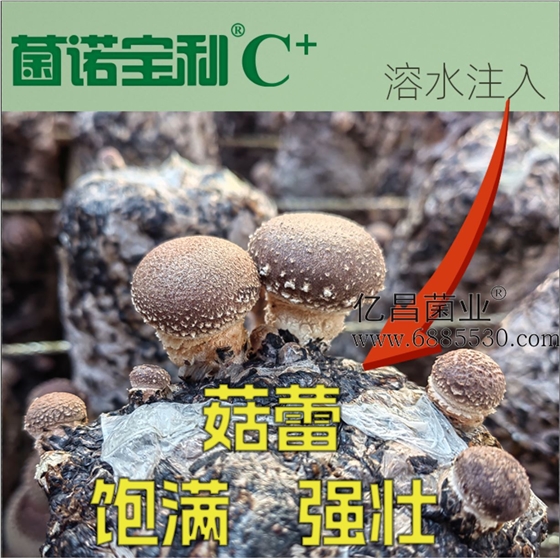 億昌菌業(yè)-注水C+（網(wǎng)頁版）PC-5（菇蕾飽滿強(qiáng)壯）