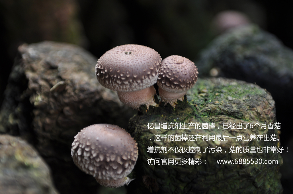 億昌增抗劑，解決香菇菌袋污染問題