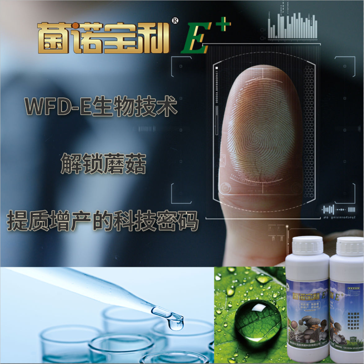 菌諾寶利E+：WFD-E生物技術(shù)，解鎖蘑菇提質(zhì)增產(chǎn)的科技密碼