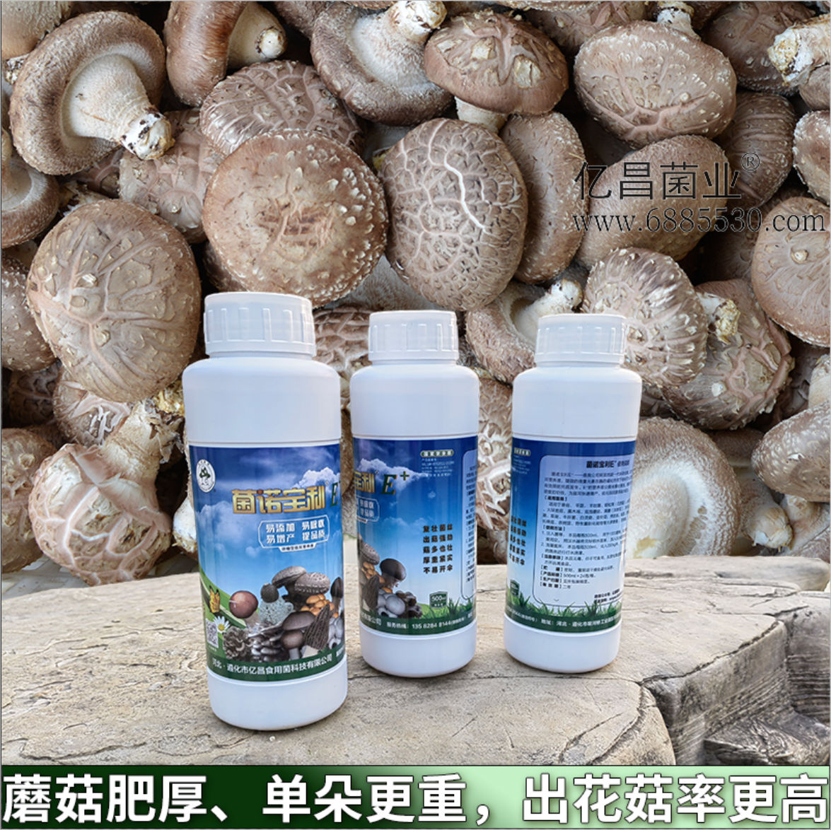 菌諾寶利E+：蘑菇肥厚、單朵更重，出花菇率更高