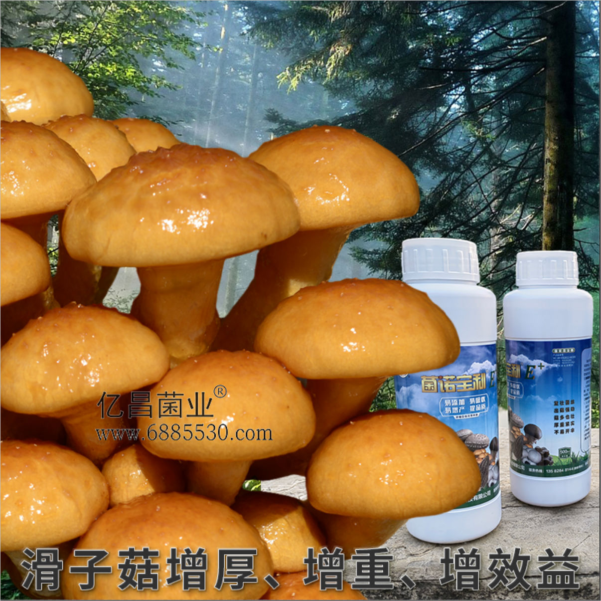 菌諾寶利E+：滑子菇增厚、增重、增效益