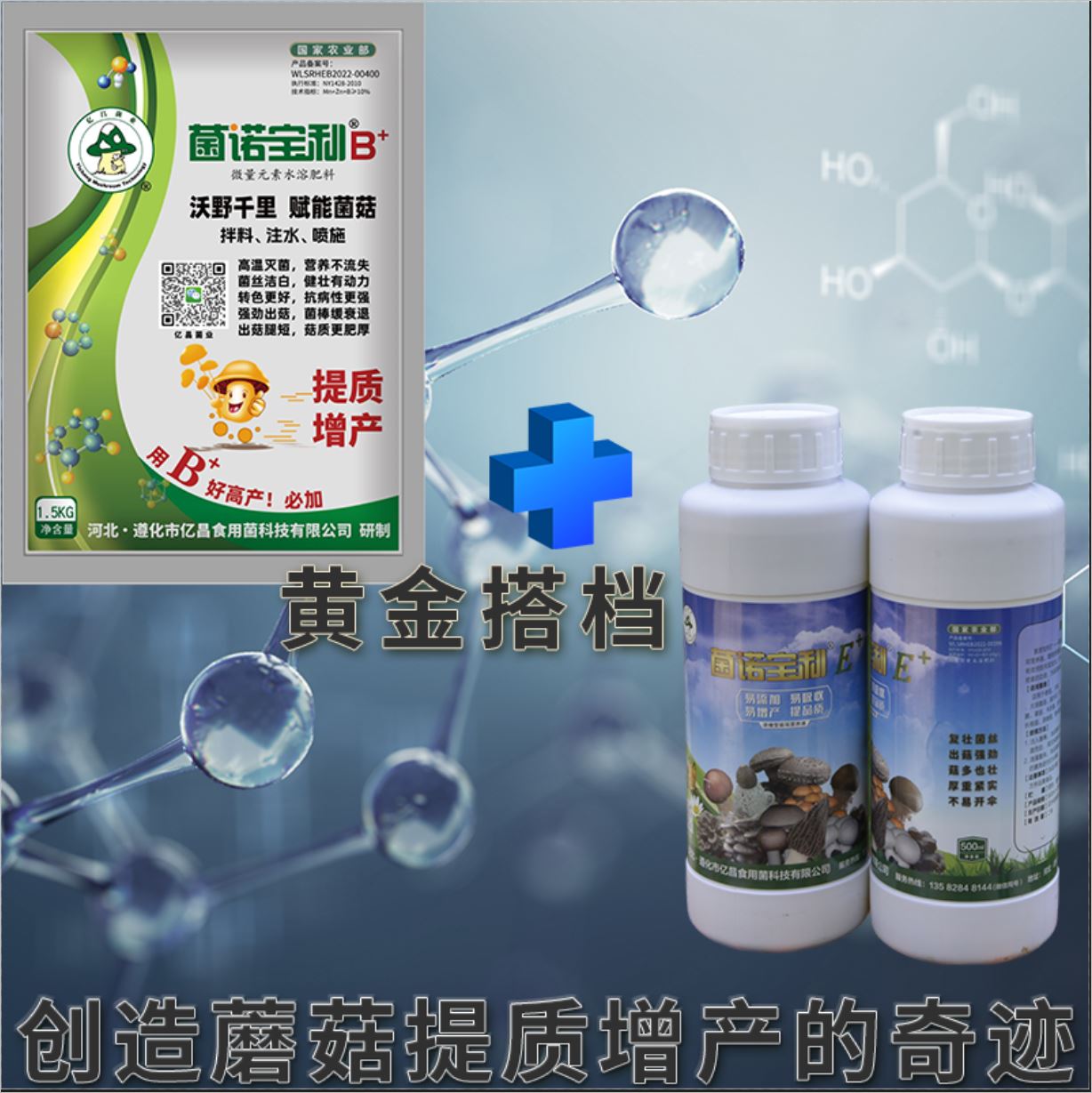 億昌菌業(yè)-菌諾寶利E+（網(wǎng)頁-8）黃金搭檔，創(chuàng)造蘑菇提質(zhì)增產(chǎn)的奇跡