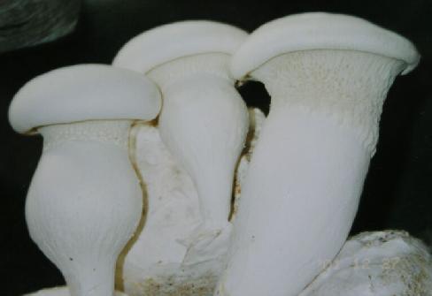 種植白靈菇產(chǎn)量低，不要著急！億昌菌業(yè)專家給您的6個(gè)建議