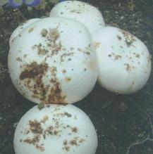 億昌菌業(yè)食用菌病蟲害防治課堂開課了（一）