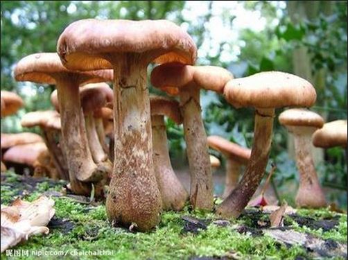 億昌菌業(yè)-豬肚菇的栽培環(huán)境與技術(shù)