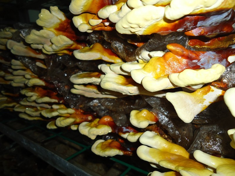 億昌菌業(yè)帶您走進(jìn)靈芝栽培的知識(shí)海洋(二)