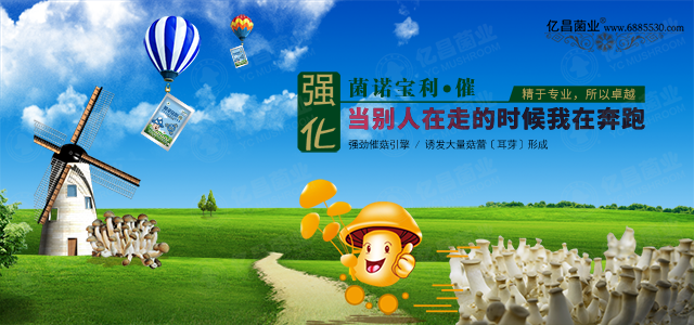 億昌催菇王——強勁催菇引擎，誘發(fā)大量菇蕾（耳芽）形成